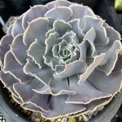 Kerosuke様 リクエスト 2点 まとめ商品