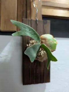 プラティケリウム ビーチー［板付］【珍奇植物】コウモリラン