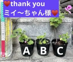 ♥️ミイ〜ちゃん様　ご専用