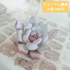 ウォングム農場◎ブラックサバス◎多肉植物 カット苗 輸入苗