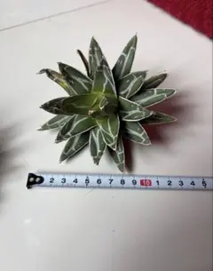 2026年最新】アガベ笹の雪輝山ダルマの人気アイテム - メルカリ