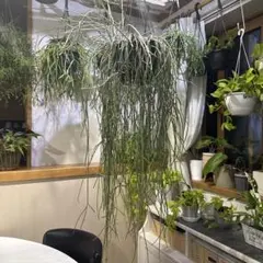グレビレア ハニーワンダー 6号鉢 斑入り 観葉植物 オージープランツ