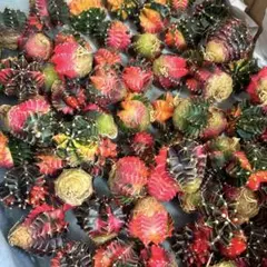 ギムノカリキウム　ミハノビッチ　緋牡丹錦　１株のサムネイル