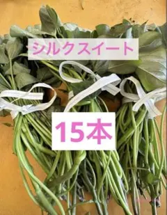 さつまいも シルクスイート 苗 20本 茨城県産サツマイモ - メルカリ