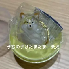 【柴犬】 うちの子のけだまだま 犬のけだまだま