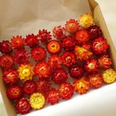 №40　ヘリクリサム・ヘッド