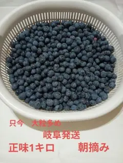 生ブルーベリー　大粒多め　自家製　約1kg　農薬不使用　岐阜　朝摘み　即日発送。のサムネイル
