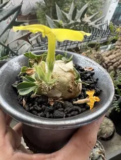 2026年最新】恵比寿笑い 現地球の人気アイテム - メルカリ
