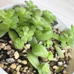 普通郵便便☘️ウィンターコスモス☘️まばら 抜き苗❤❤お届け先関西