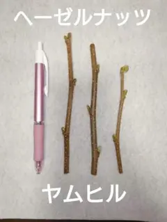 2026年最新】ヘーゼルナッツ 苗木の人気アイテム - メルカリ