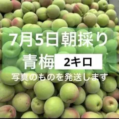 7月5日収穫　朝採り　産地直送　山形県産　青梅　約2kg サイズ混合のサムネイル