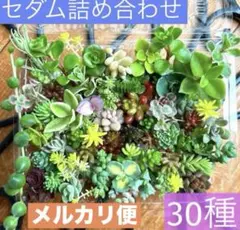 【30種類以上】たっぷりセダム詰め合わせ★初心者OK多肉カット苗セット