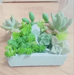 ꕤ 在庫SALE 4苗 ꕤ 多肉植物 ꕤ 韓国苗 ꕤ 抜き苗 ꕤ№002 - メルカリ