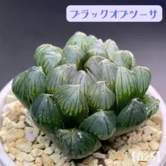 u*ん様 多肉植物　ハオルチア　ブラックオブツーサ 【025】