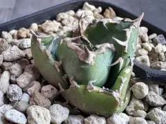 送料込みアガベOC清櫻の小株④のサムネイル