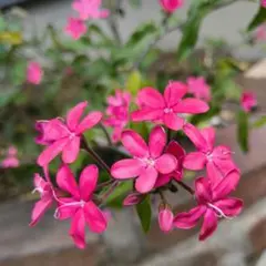 オキシペタラム　ピンク オキシペタラム 『ピンクスター』 | すべての商品 | | Junk