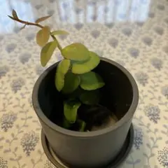 Marcgravia Sintenisii マルクグラビア シンテニシー①のサムネイル
