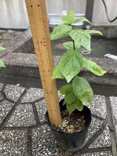 ユスラウメ 苗木 果樹 庭木