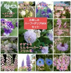 花の種　お楽しみハーフ+ダリアMIXセットのサムネイル