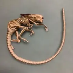 2025年最新】チェストバスター ソフビの人気アイテム - メルカリ