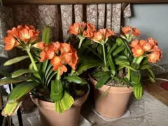 メルカリ便で発送❣️現品　実生苗　君子蘭　緑花　大株　抜き苗 君子蘭 オレンジ 花苗 株分苗⑥ - メルカリ その他観葉植物