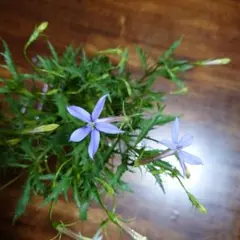 人気宿根草多年草四季咲ツルバキア斑入パープル花 (シルバーレース