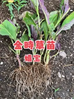 金明竹挿し木成功ポット苗 - メルカリ