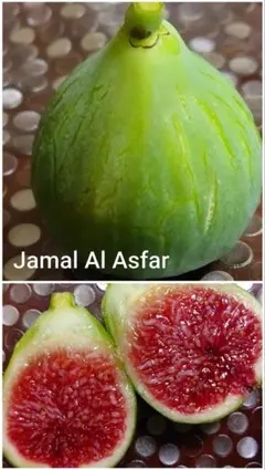 2026年最新】JAMAL al asfarの人気アイテム - メルカリ
