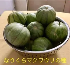 ラスト！なりくらマクワウリの種 たっぷり50粒以上 まくわ★育て方メモ付きのサムネイル