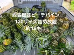 西表島産】ピーチパイン 約18キロ - メルカリ