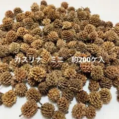 NO.382-85 カスリナ　ミニ(木の実／素材) 約200ケ入