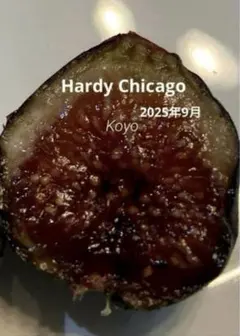 (結実成績あり）いちじく苗木 ★ 稀少な品種 ★ Hardy Chicagoのサムネイル