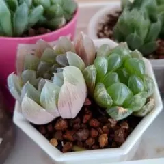 多肉植物　ハオルチア　オブツーサb　2株