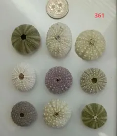 赤ちゃんウニ殻　９点セット　No.361