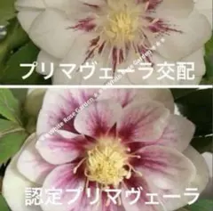 うさこ311様 リクエスト 4点 まとめ商品
