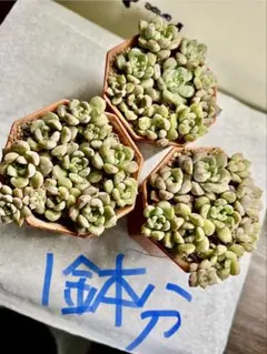 多肉植物　韓国苗　エケベリア　②ドラえもん　1鉢分　カットや微根　初心者寄せ植え