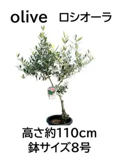 イタリア品種で花芽沢山付いてる高さ約90㎝本場香川県産オリーブ