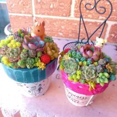 2026年最新】多肉植物 寄せ植え そのまま飾れるの人気アイテム - メルカリ