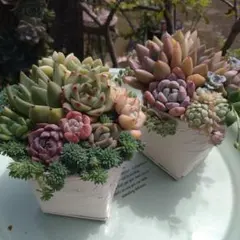 多肉植物 ♡そのまま飾れる寄せ植え♡ずっしりプランター✩.*˚ 多肉植物 ♡そのまま飾れる寄せ植え♡2点セット♬ - メルカリ