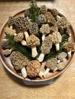 ✅本州四国はクール便送料無料✅新鮮　天然アミガサタケ1kg ⭕️お得品 ✓本州四国はクール便送料無料✓天然アミガサタケ モリーユ250g ③