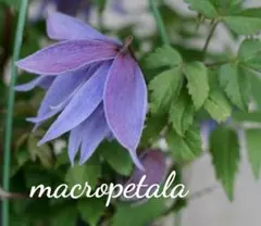 クレマチス苗（マクロペタラウェッセルトン）宿根草 - メルカリ
