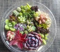 2026年最新】植物の人気アイテム - メルカリ