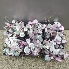 むぅ様 リクエスト 3点 まとめ商品