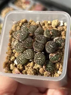 tetragonum DT7778 コノフィツム テトラゴナム - メルカリ