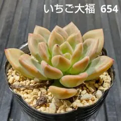 いちご大福 654 エケベリア 多肉植物 抜き苗