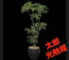 山採り天然 コハウチワカエデ アオダモ斑紋混合五本株立ち 53 - メルカリ