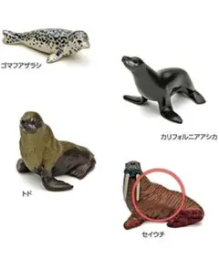 立体図鑑　カロラータ　マリンママル ボックス フィギュア　セイウチ