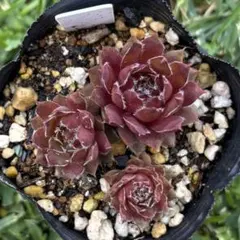 多肉植物　センペルビウム　パープルビューティー　No.109 多肉植物 センペルビウム パープルビューティー No.109【桃】 - メルカリ