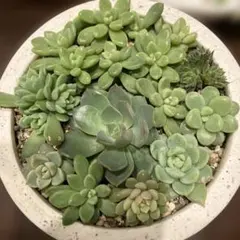 多肉植物 カット苗詰め合わせ 寄せ植えセット