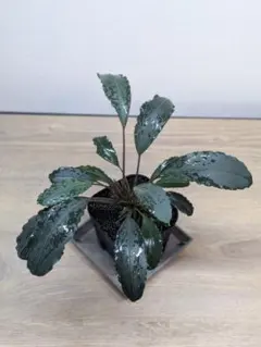 陰性水草 Bucephalandra motleyana Miri産 親株 陰性水草 Bucephalandra motleyana Miri産 親株2芽 - メルカリ